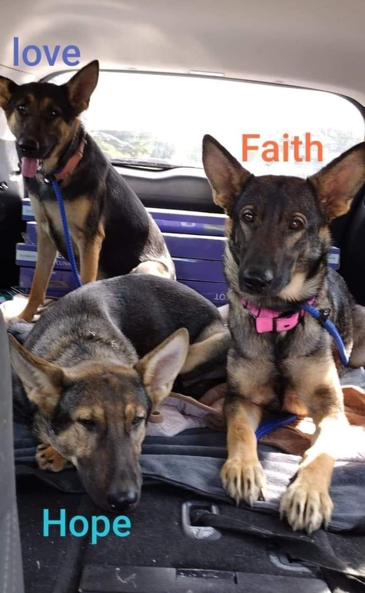 Three German Shepherd Rescue Dogs Sit Beside Each Other. 