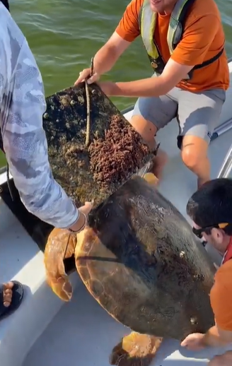 Northern Gulf Turtle and Coastal Research Group frees a loggerhead turtle stuck in a FAD.