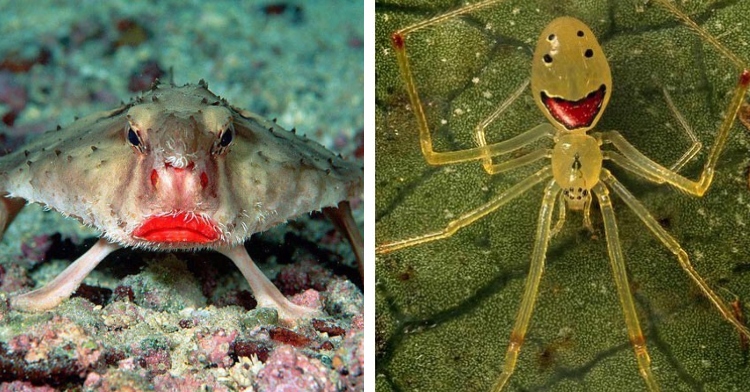 red lipped batfish and happy faced spider