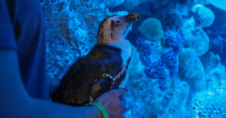 Beach Donkey the penguin stares into aquarium tank.