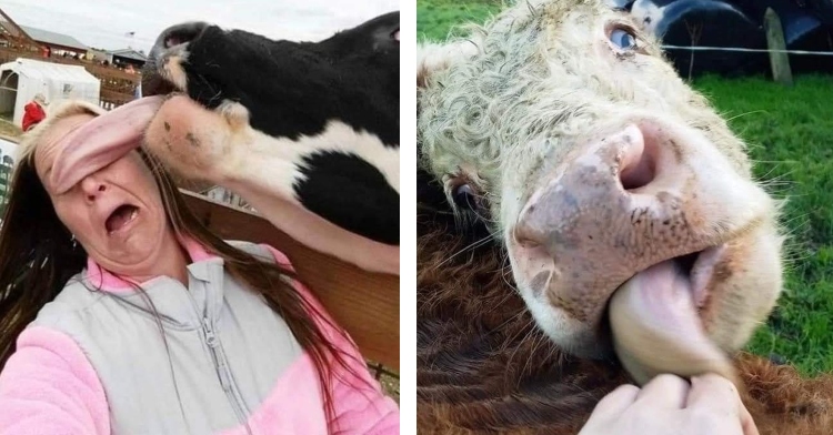 cow licking woman's head and hand