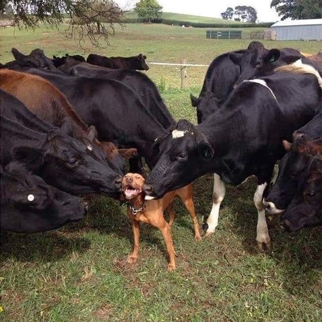 cows licking smiling dog