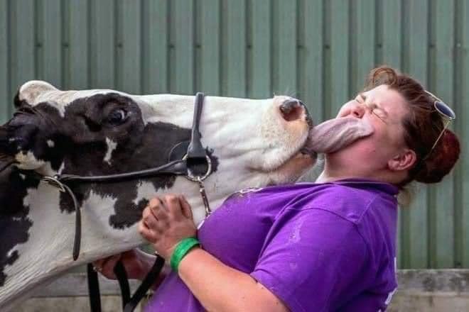 woman makes funny face as cow tries to lick her