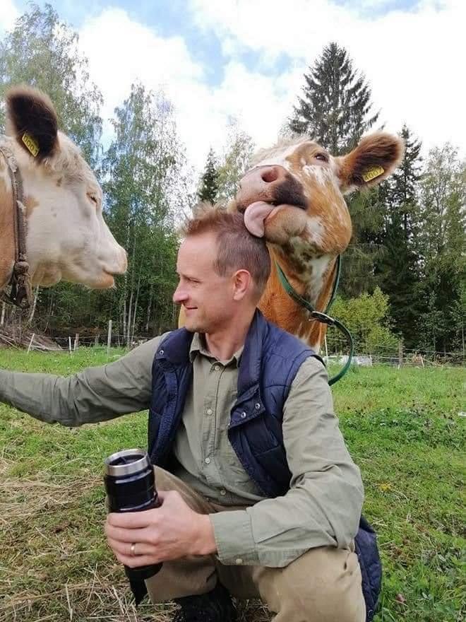 cow licks man's head