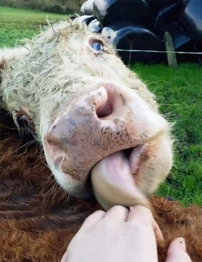 close up of cow face as cow licks someone's hand.