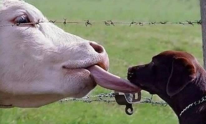 cow licks brown dog's face