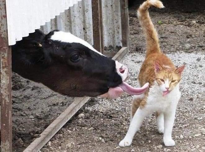 cat tries to avoid being licked by cow.