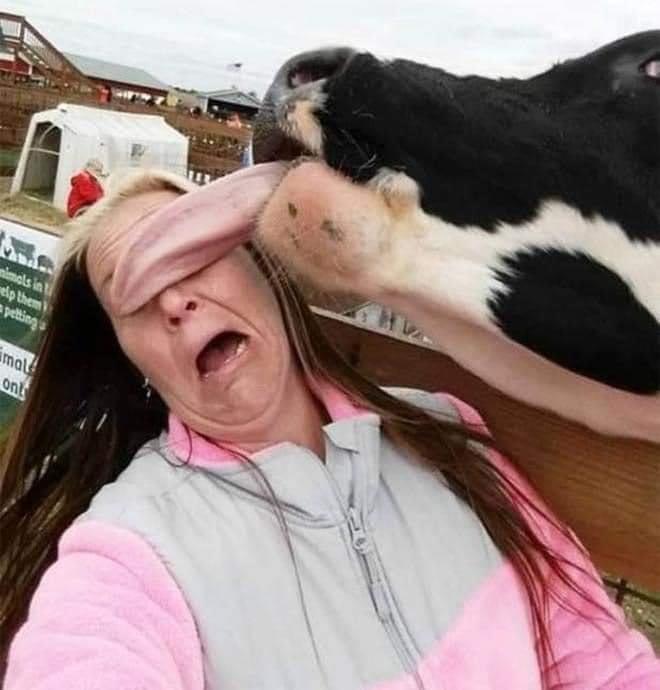 woman getting surprise-licked by cow