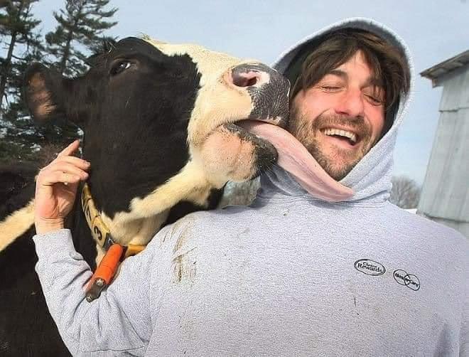 cow licks man, man laughs