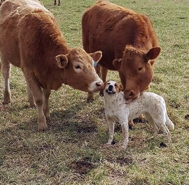 two brown cows cuddling and licking dog