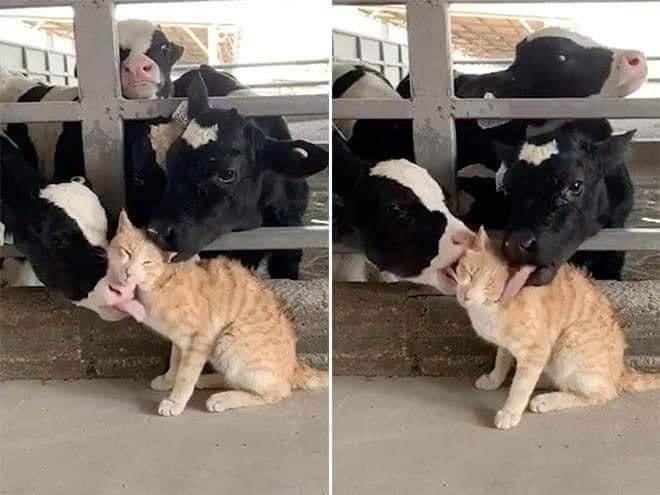 cow licks cat, cat appears to enjoy it
