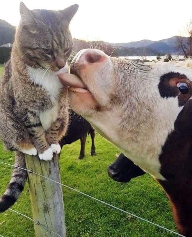 cat looks grumpy as cow licks him