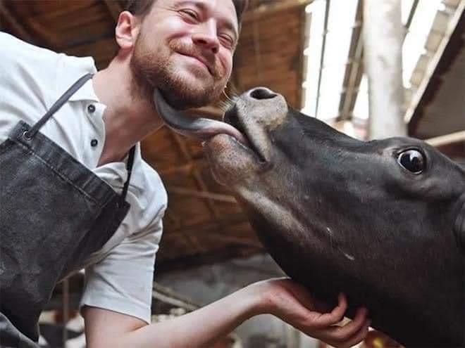 man smiles as cow licks his face