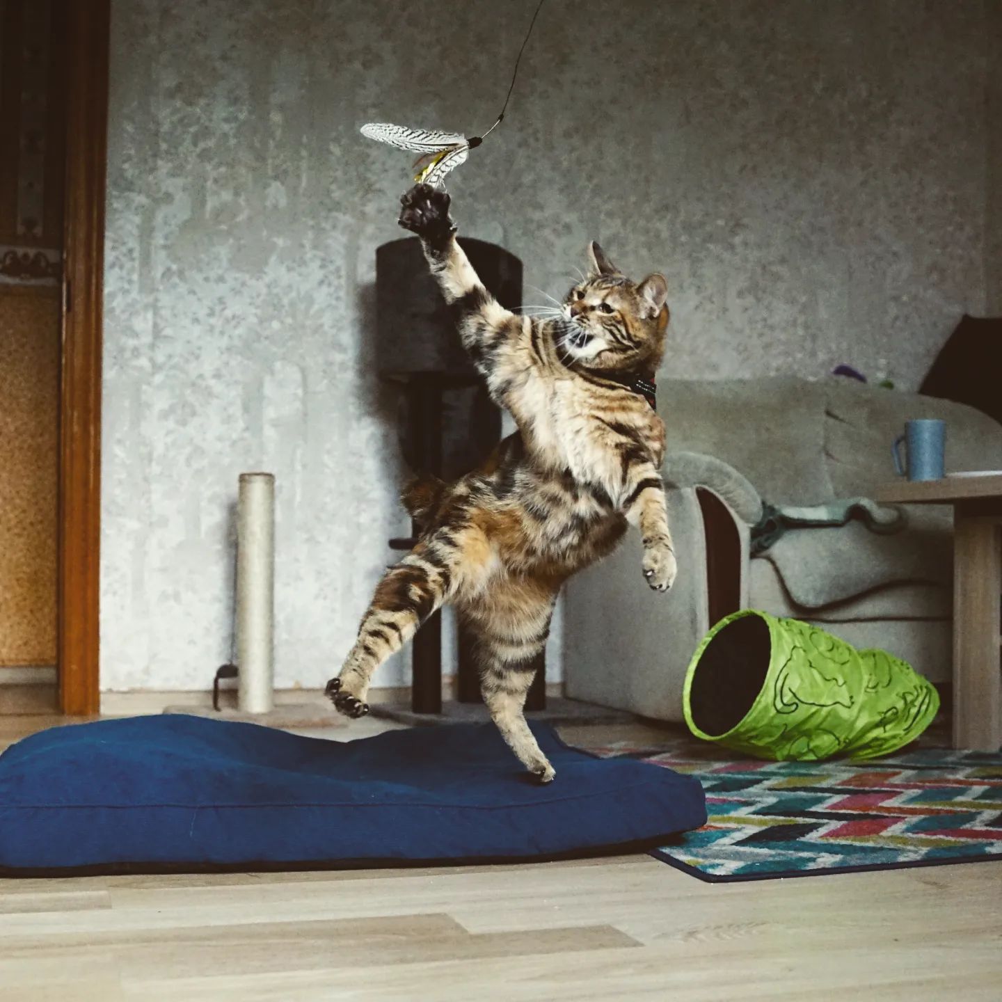 cat grabbing toy from mid-air