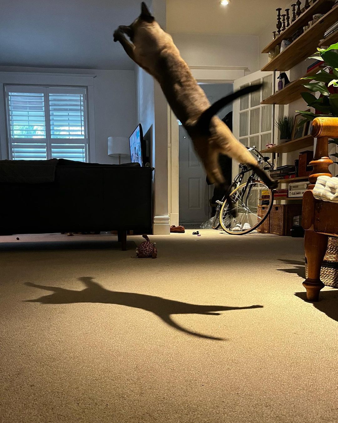 cat flying through air to catch toy, their shadow hilariously in view.