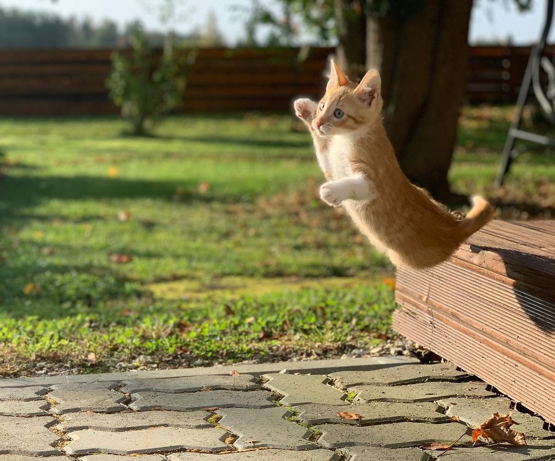 orange kitten flying through air