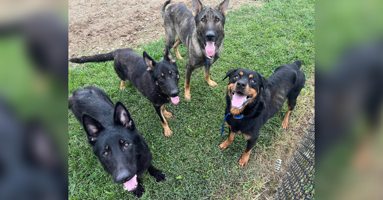 Four German Shepherd Rescue Dogs Stand Together and Look Up at the Camera. With Their Mouths Open and Tongues Hanging Out, They Almost Appear to be Smiling.