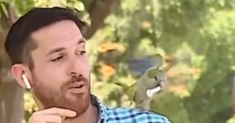 Chilean reporter has earbud stolen by parrot mid broadcast