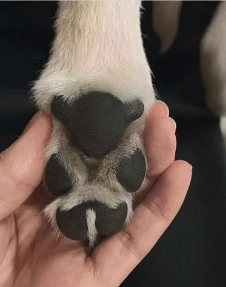 a dog's paw that looks like a little bear