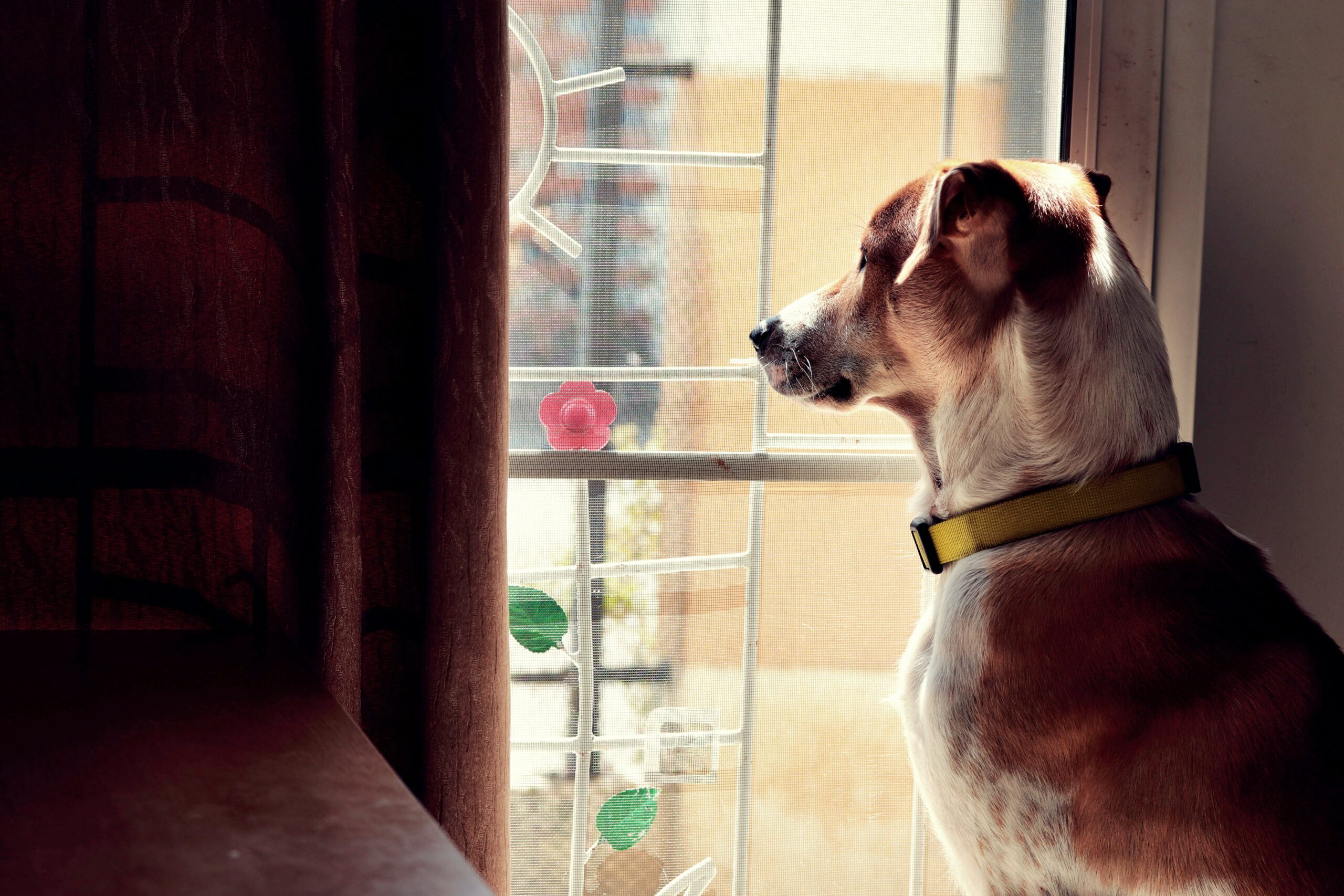 a dog staring out of a window