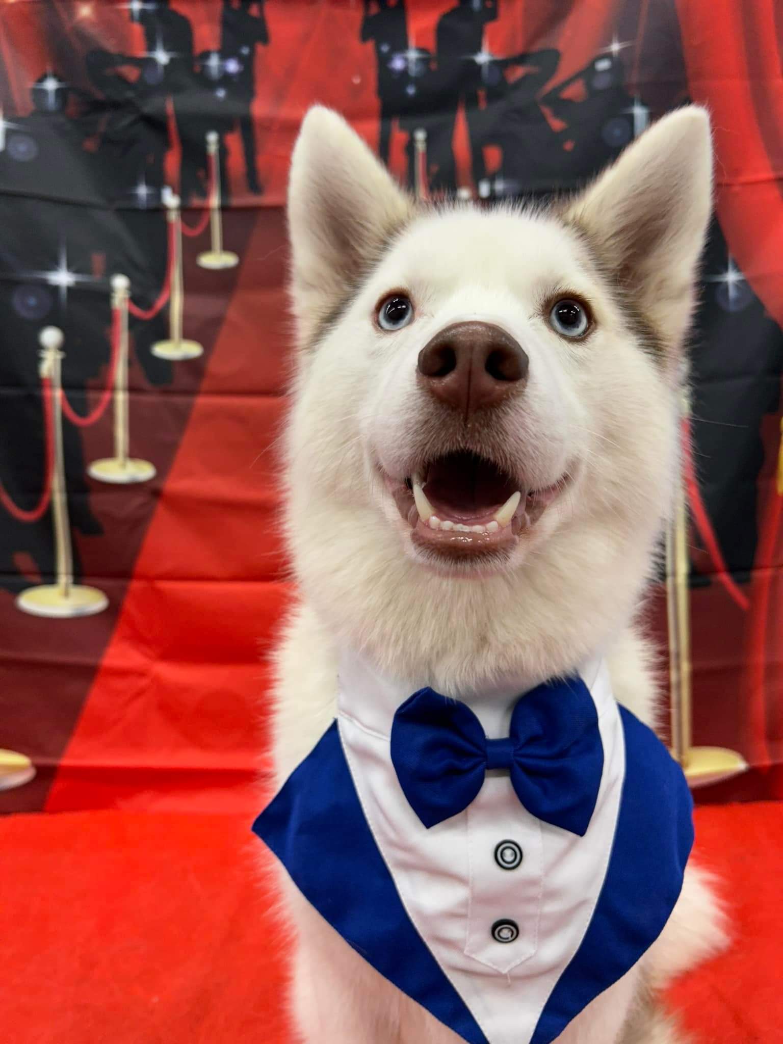 husky smiling and wearing a bow tie