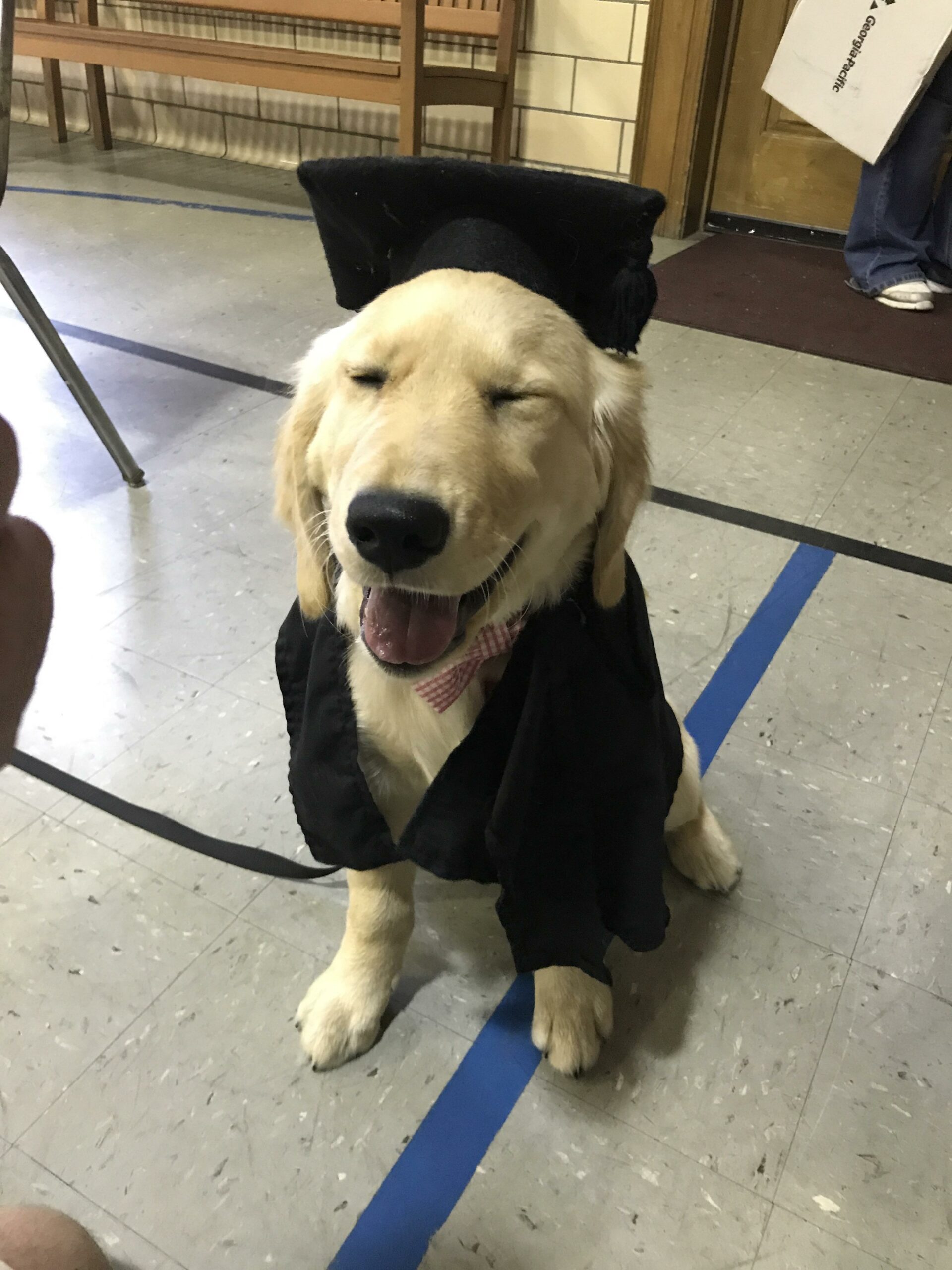 golden retriever smiling while wearing graduation cap and gown