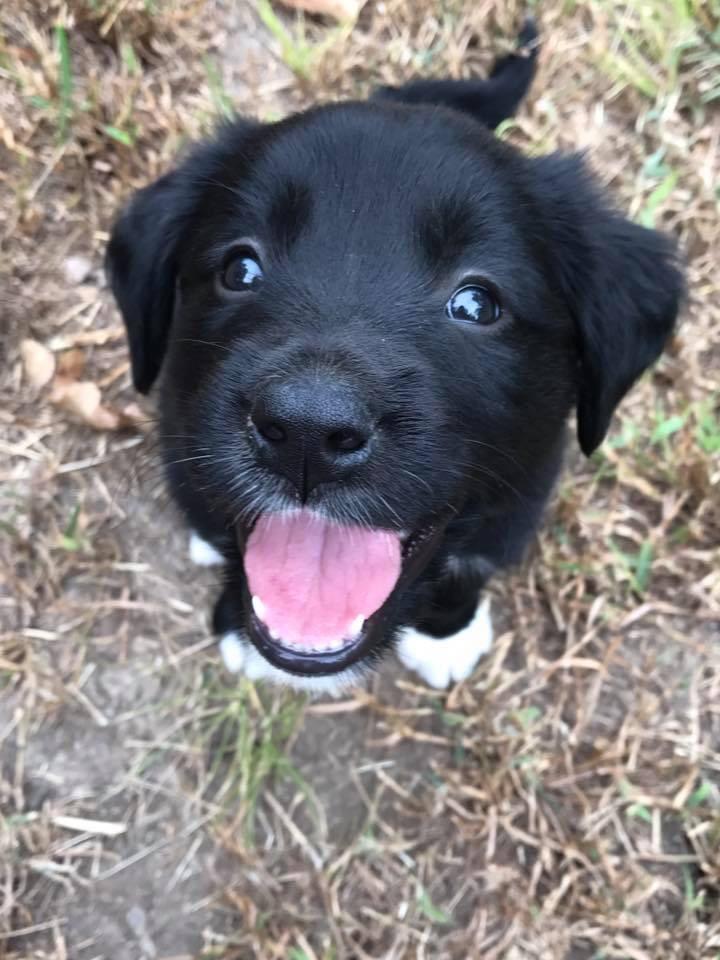 black dog smiling up at camera