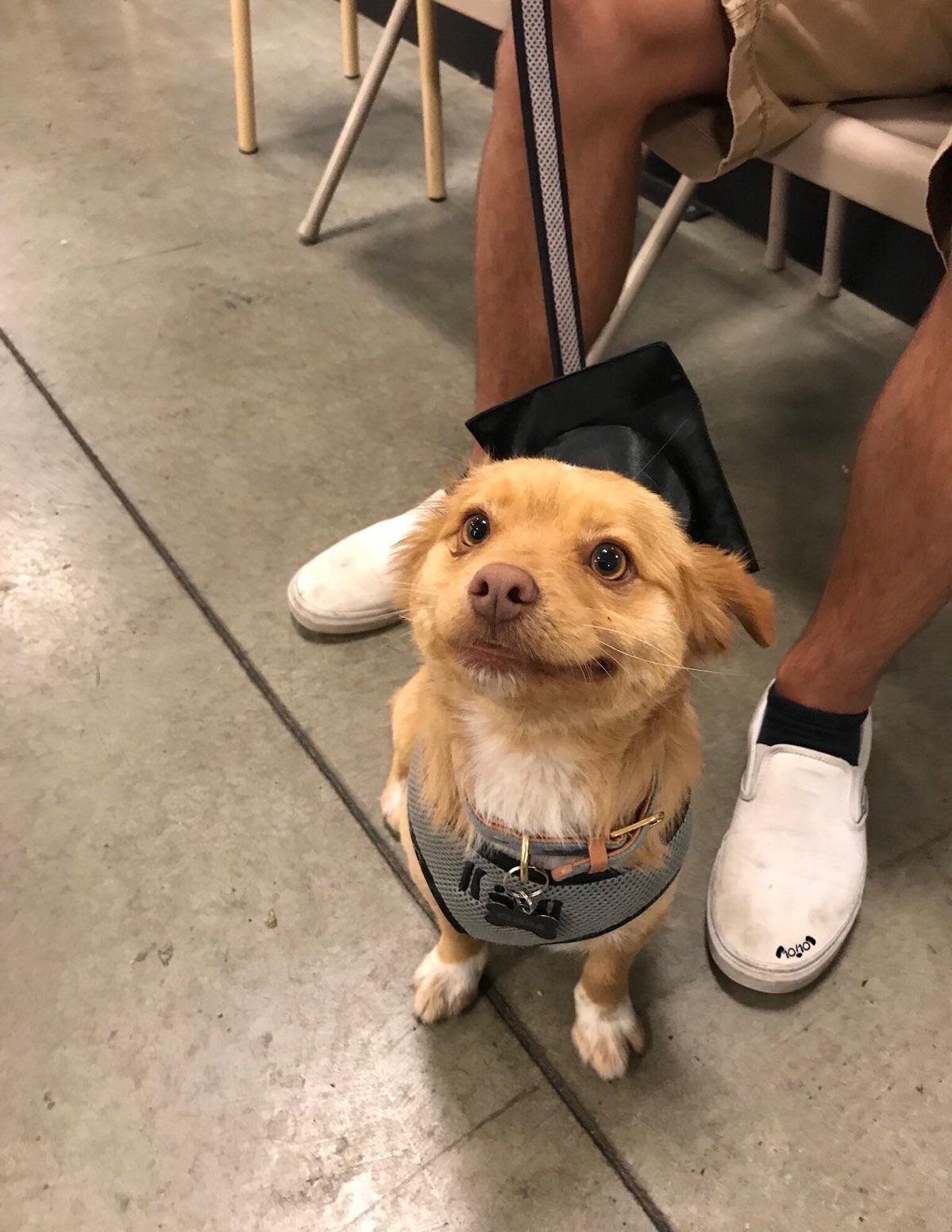 little tan dog wearing graduation cap
