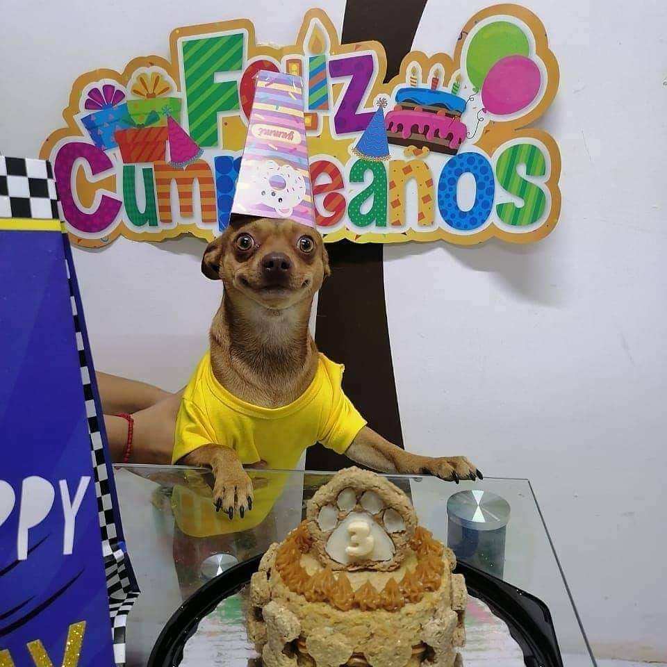 dog wearing birthday hat and big smile