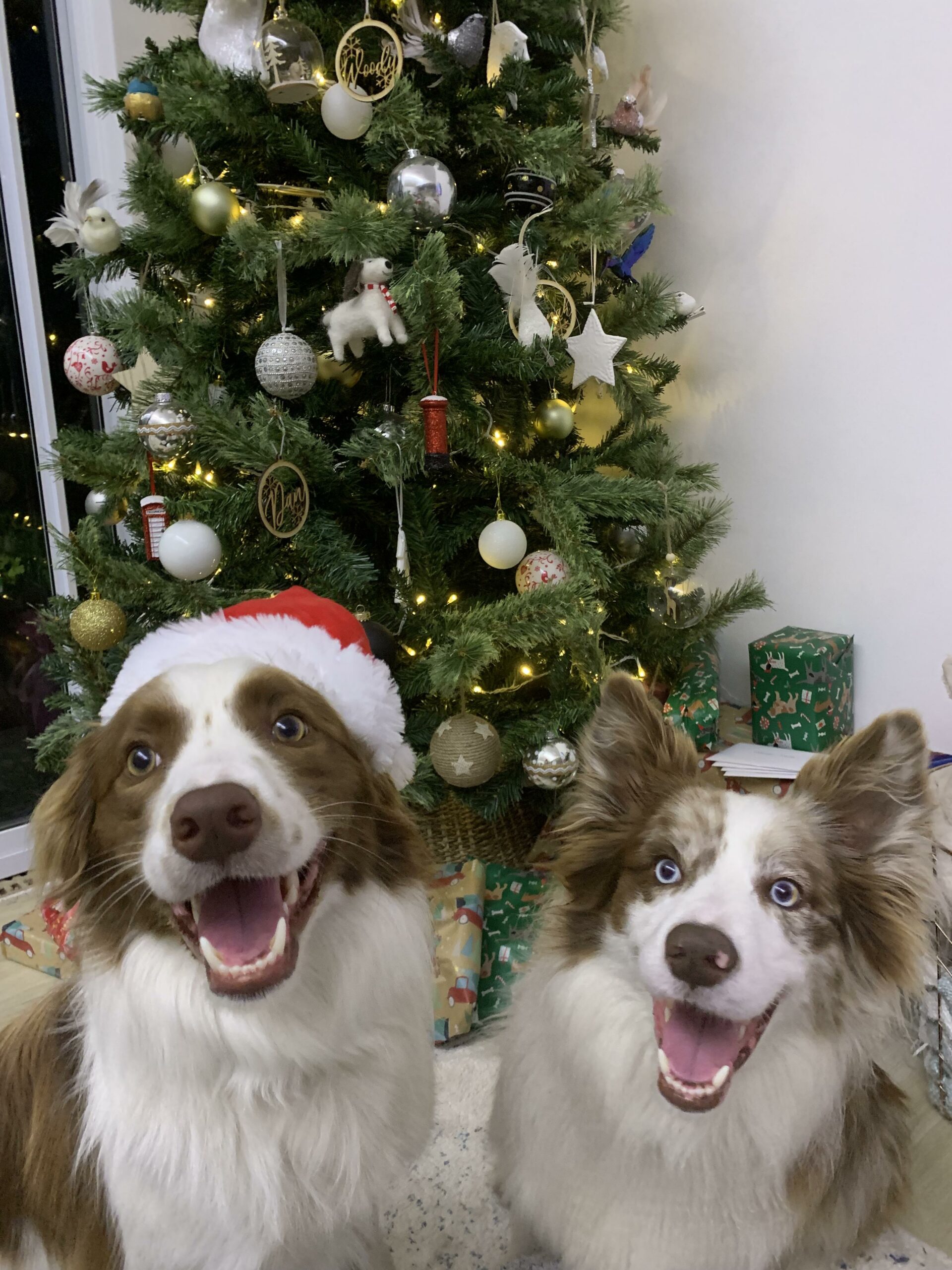 two dogs smiling and wearing Santa hats
