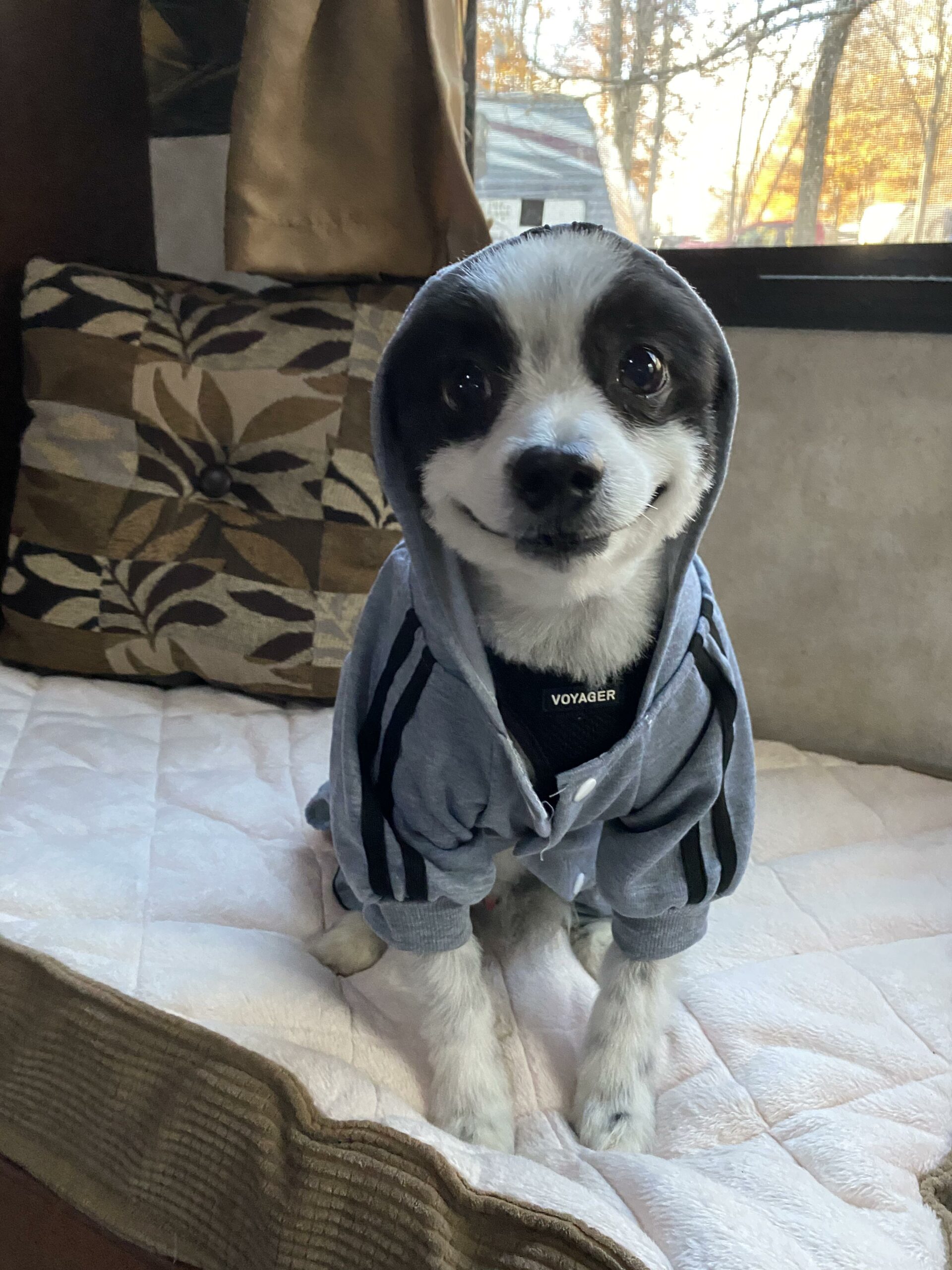 little black and white dog wearing a hoodie and smiling