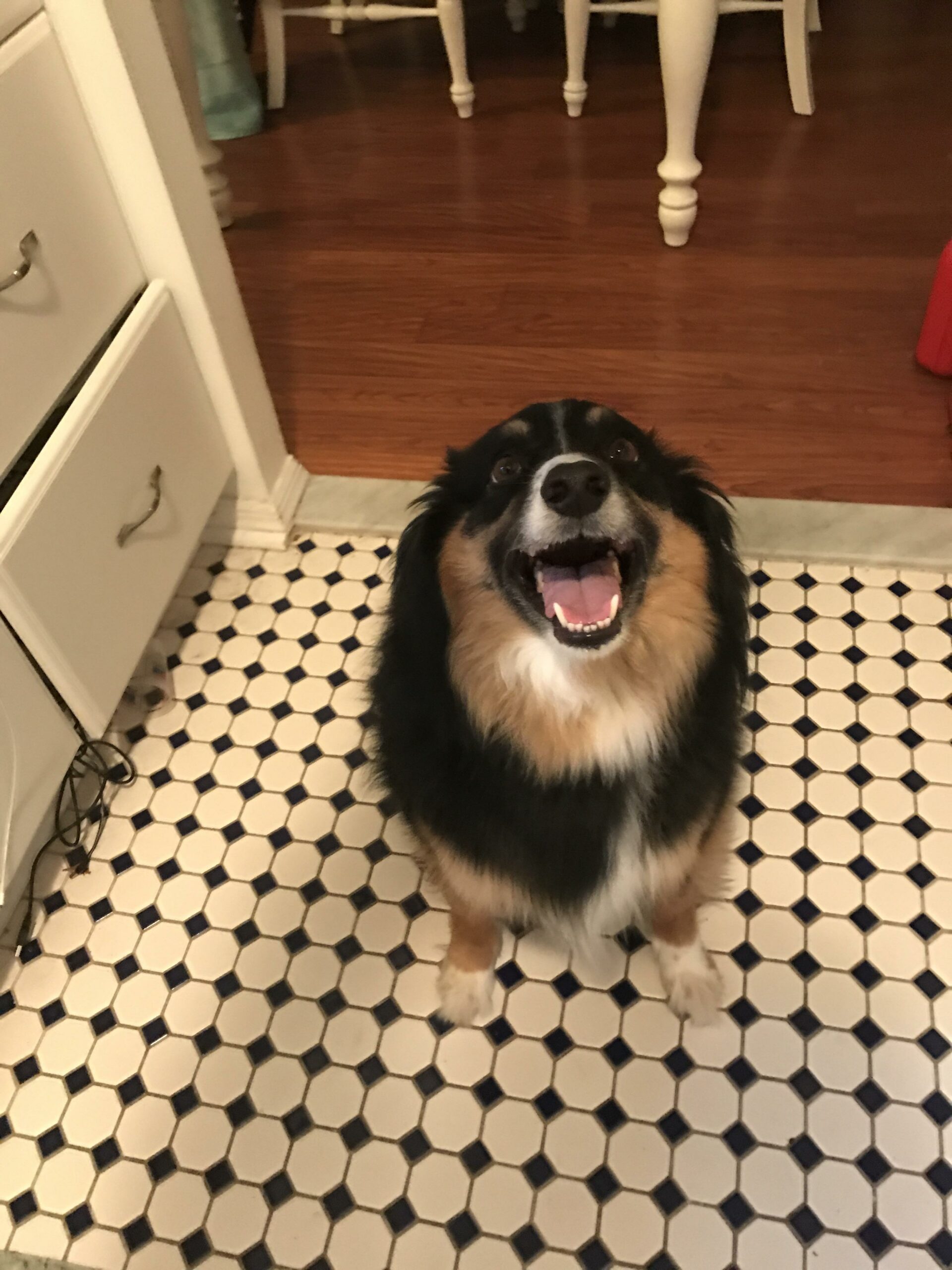 dog smiling and looking excited