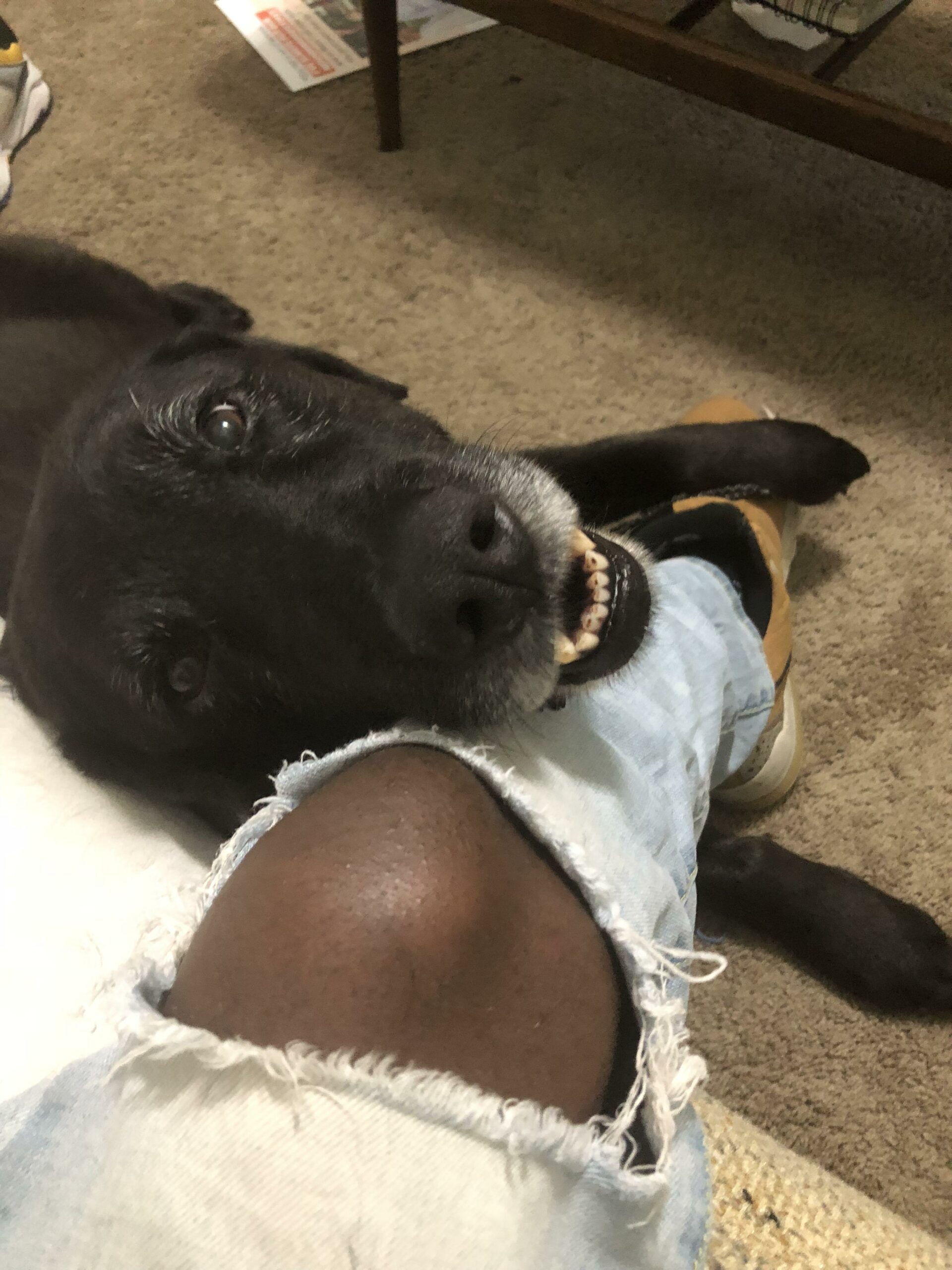 smiling older dog resting his head against owner's knee