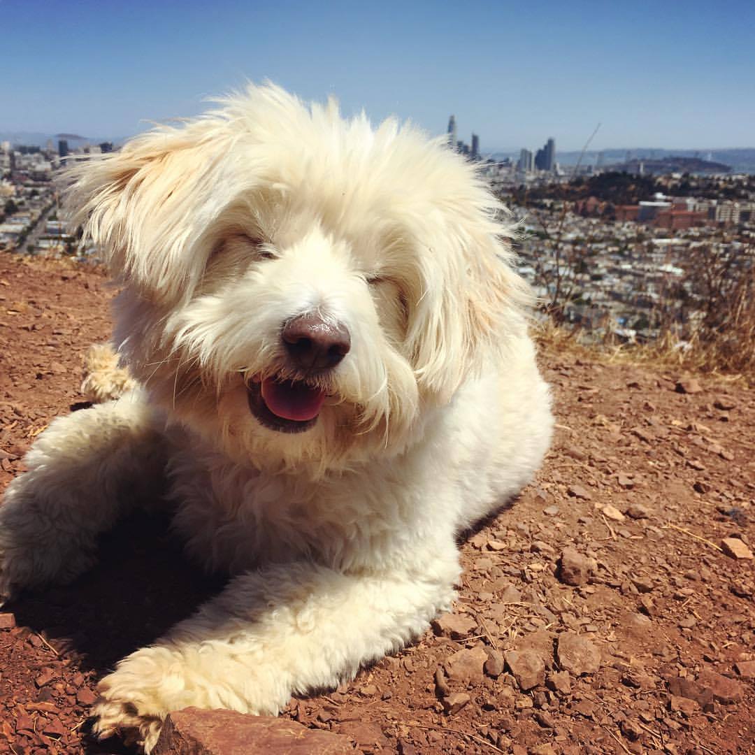 white dog smiling in sun