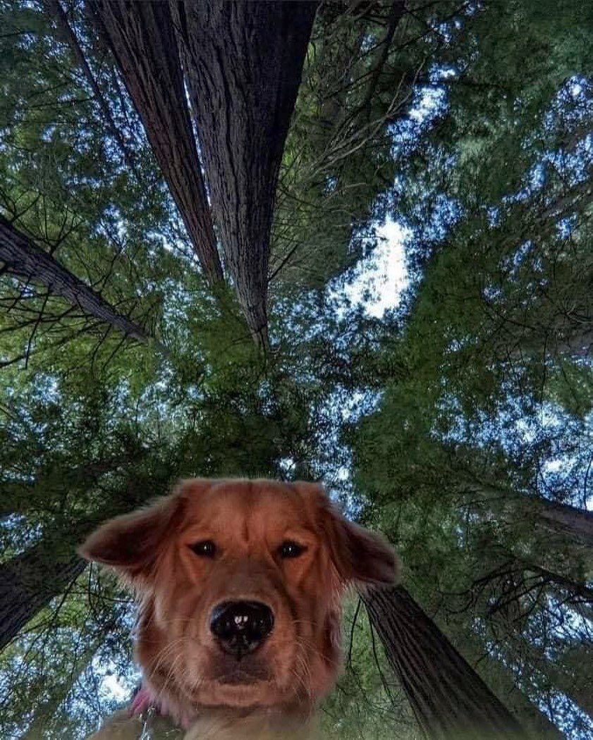 dog looking down at camera with trees and sky behind him