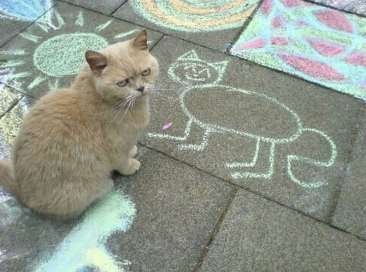 cat looking at chalk drawing of a cat.