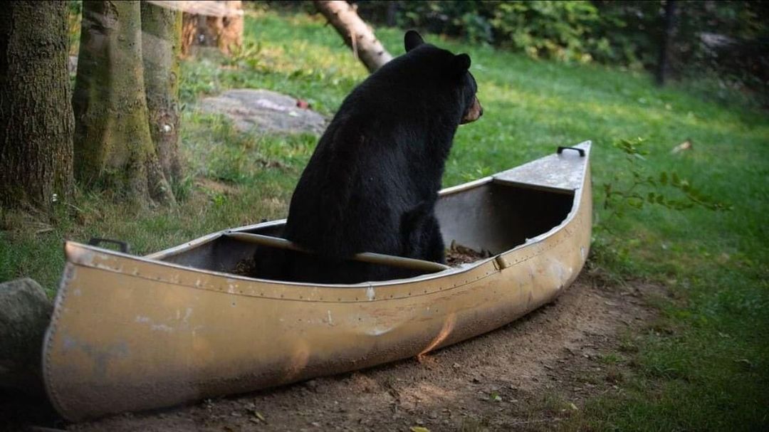 black bear sitting in a canoe