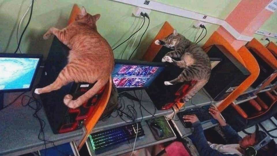 two cats lying on top of computers