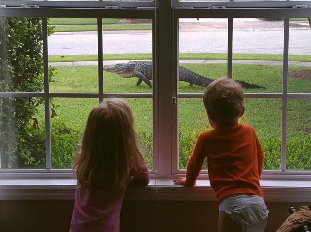 two kids looking out window at alligator walking across lawn