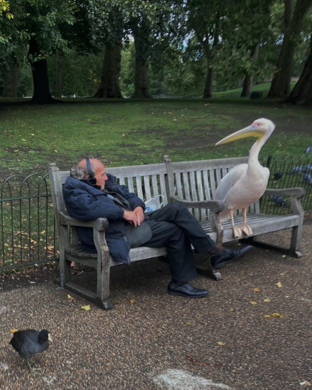 old man sitting on park bench next to giant bird.