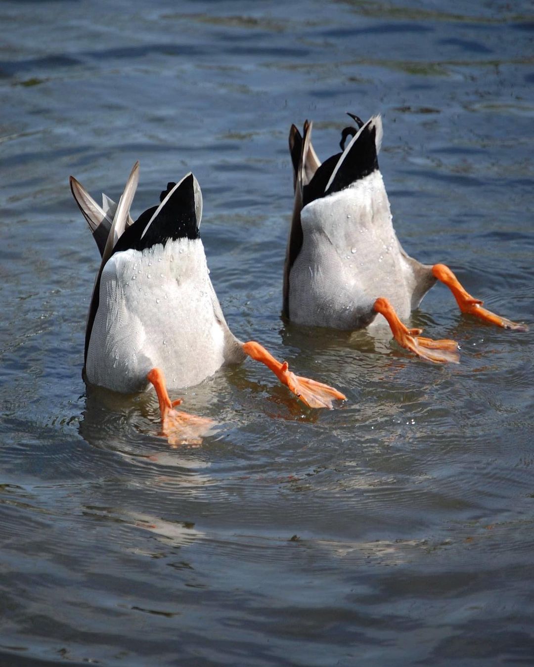 two ducks with heads underwater and rear ends in the air