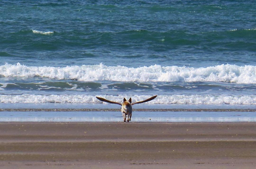 dog running towards ocean with bird wings behind him, so it looks like he's flying