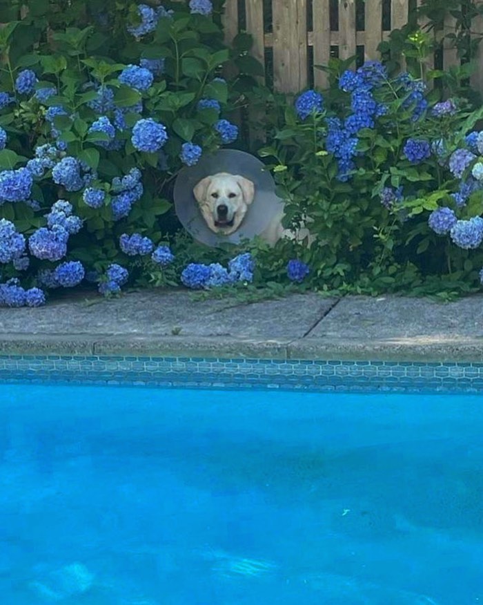 dog wearing cone sitting in flower bushes