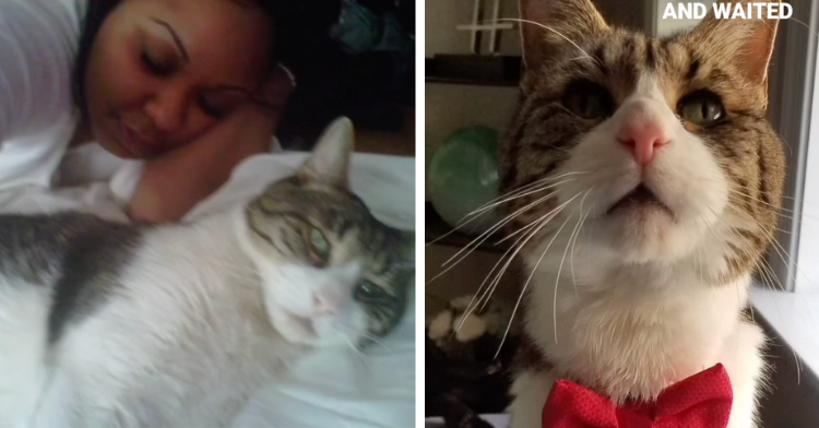 a two-photo collage. on the left there is a picture of suzi laying next to mickey her cat. on the right there is a picture of mickey wearing a red bow tie.