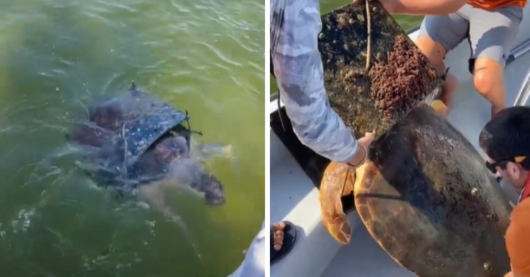 scientists free tortoise caught in trap