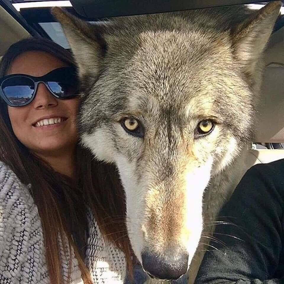 woman smiles with her big wolf dog