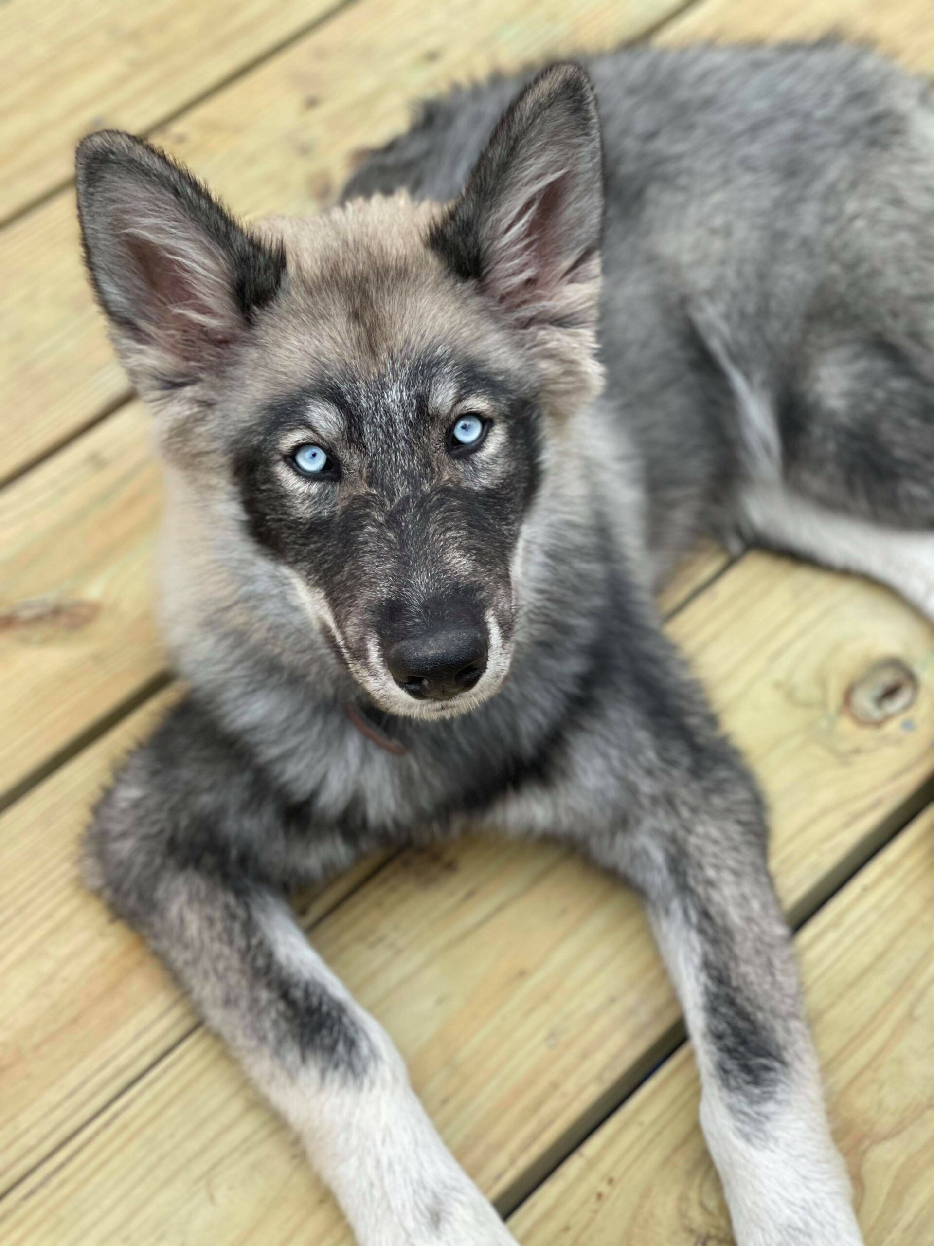 wolf hybrid puppy with piercing blue eyes