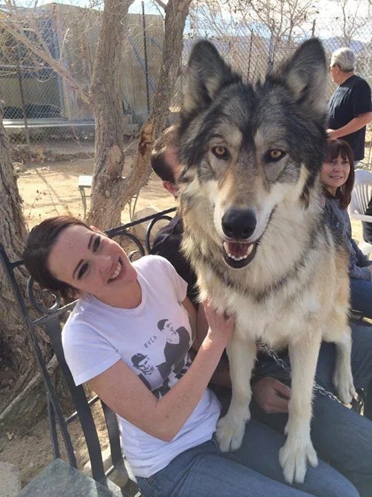 woman sits with huge wolf hybrid in her lap