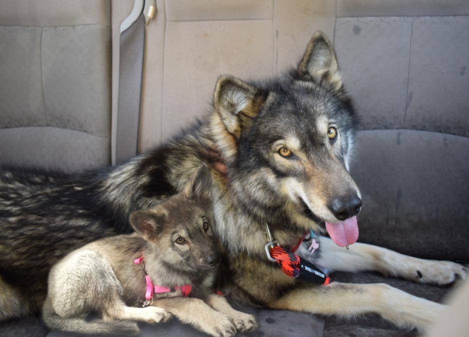 wolf hybrid with his identical pup