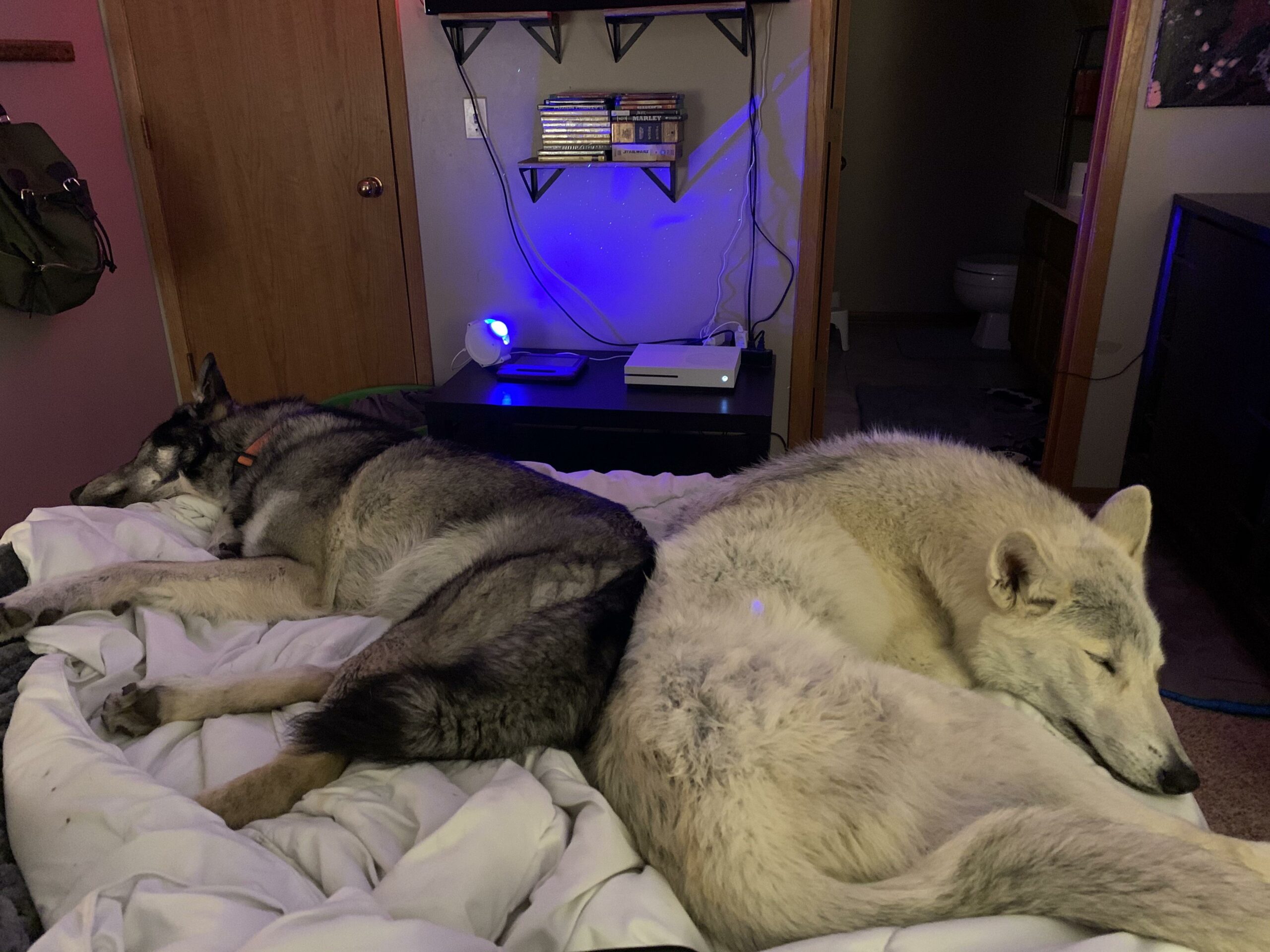 2 large wolf hybrids lying on a bed